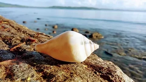 Seashell. Asian sea coast. Waves. Stock Footage 323766507