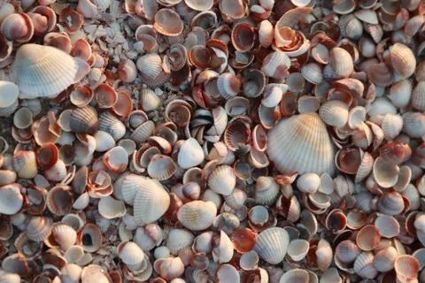 Seashell background. Beautiful sea shell pattern Stock Photos