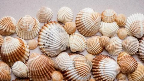 Seashell background. Collection of seashells on a pastel background Stock Photos