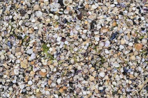 Seashell background contains mixed shell fragments with varied shapes and Stock Photos