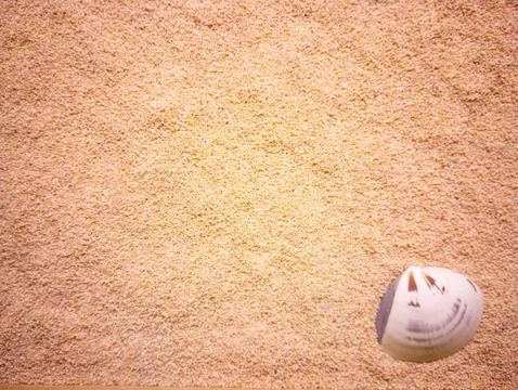 A seashell on a background of golden sand Stock Photos