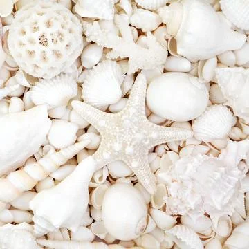 Seashell Background with Large Selection of White Shells 写真素材