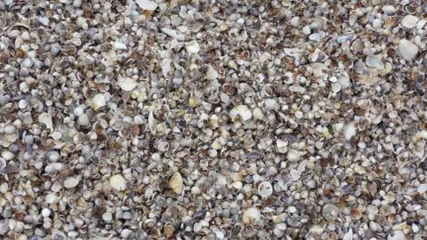 Seashell background, lots of different seashells piled together 스톡 사진