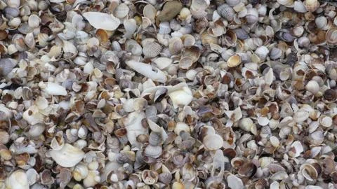 Seashell background, lots of different seashells piled together Stock Photos