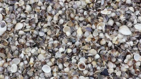 Seashell background, lots of different seashells piled together Stockfoto's