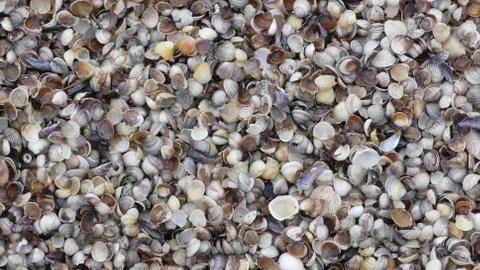 Seashell background, lots of different seashells piled together Stock Photos