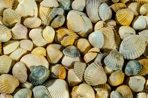 Seashell background, lots of different seashells piled together Stock Photos