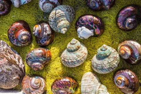 Seashell background, lots of different seashells piled together Stock Photos