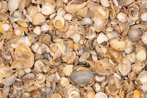 Seashell background, lots of different seashells piled together. Stock Photos