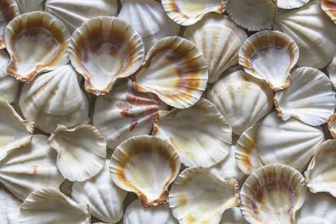 Seashell background, lots of different seashells piled together.Selective foc Stock Photos