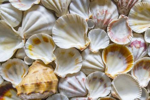 Seashell background, lots of different seashells piled together.Selective foc Stock Photos