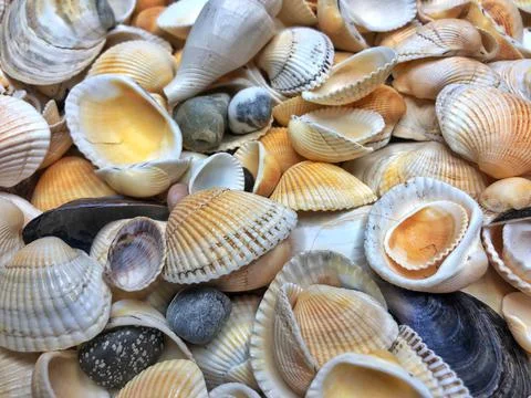 Seashell background, lots of different seashells piled together Stock Photos