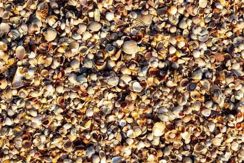 Seashell background, lots of different seashells piled together Stock Photos