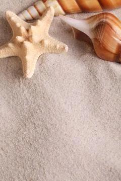 Seashell background Stock Photos