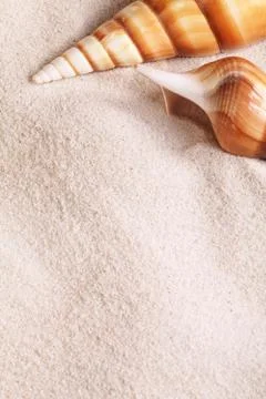 Seashell background Stock Photos