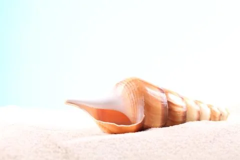 Seashell background Stock Photos