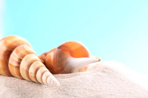 Seashell background Stock Photos