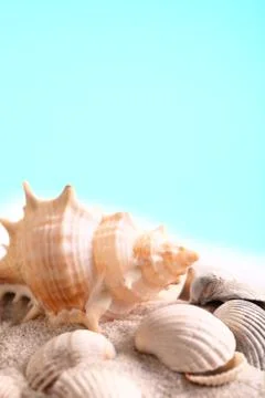 Seashell background Stock Photos