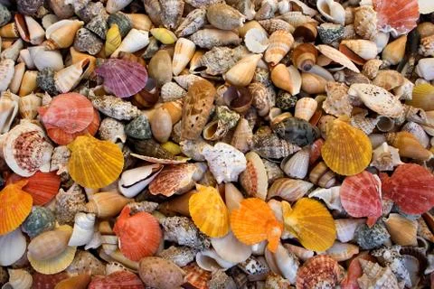 Seashell background Stock-Fotos