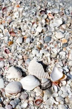 Seashell background 写真素材