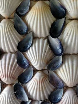 Seashell Background Foto stock
