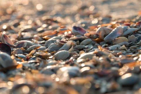 Seashell background Stock Photos