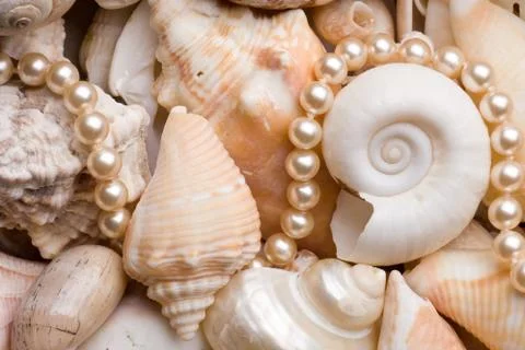 Seashell background Stock Photos