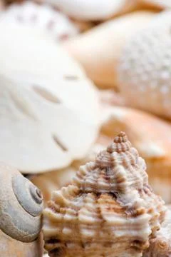 Seashell background Stock Photos