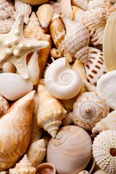 Seashell background Stock-Fotos
