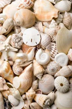 Seashell background Stock Photos