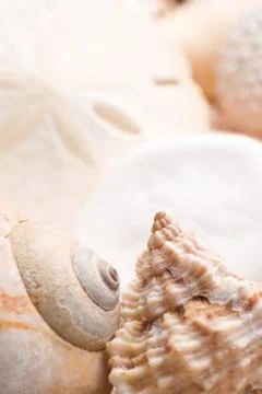 Seashell background Stock Photos