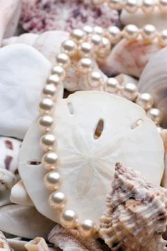Seashell background Foto stock