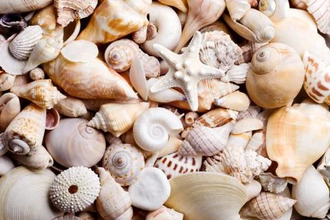 Seashell background Stock Photos