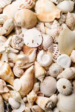 Seashell background Stock Photos