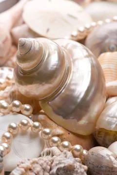 Seashell background Stock Photos