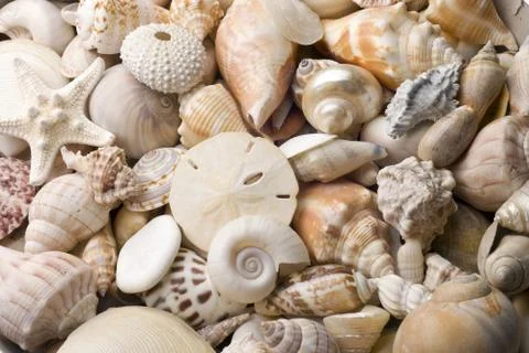 Seashell background Stock Photos