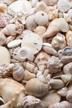 Seashell background Stock Photos
