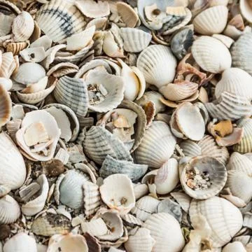 Seashell background. Stock Photos