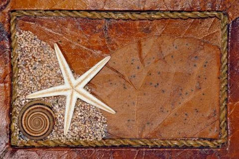 Seashell background Stock Photos