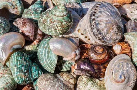 Seashell background Stock Photos