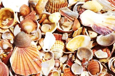 Seashell background, sea shells collection Stock Photos