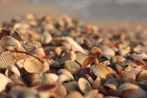 Seashell. Background. Texture nature, beach Foto stock