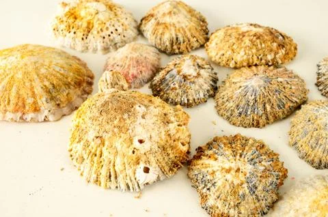 Seashell background texture Foto stock