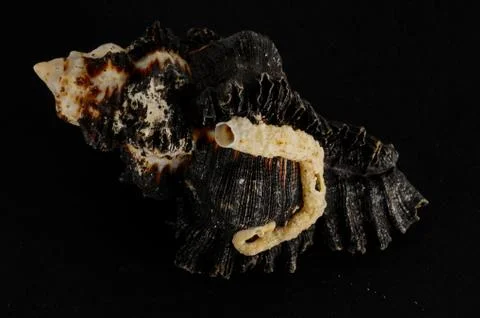 Seashell background texture Stock Photos