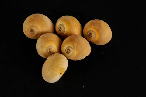 Seashell background texture Foto stock