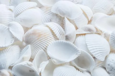 Seashell Background Texture Stock Photos