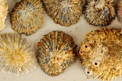 Seashell background texture Foto stock