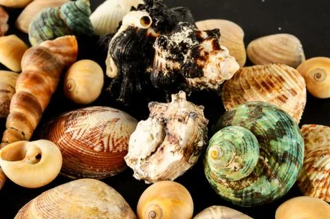 Seashell background texture Stock Photos