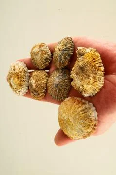 Seashell background texture Stock Photos