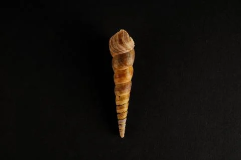 Seashell background texture Foto stock